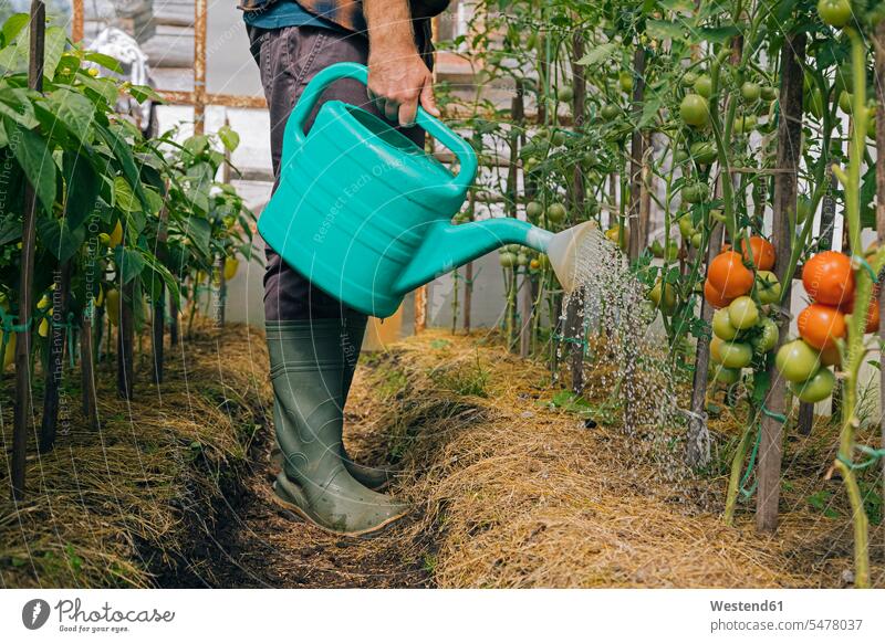 Landwirt bewässert Tomatenpflanzen Leute Menschen People Person Personen Europäisch Kaukasier kaukasisch 1 Ein ein Mensch eine nur eine Person single erwachsen