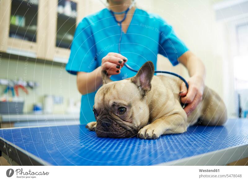 Tierärztin untersucht Hund mit Stethoskop in der Tierarztpraxis Hunde untersuchen prüfen Tierarztpraxen Tierärztinnen Veterinaerin Veterinärinnen Tieraerztinnen