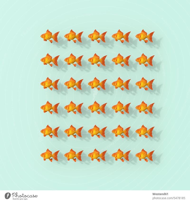 3D-Rendering, Reihen von Goldfischen auf grünem Hintergrund Carassius auratus auratus grüner Hintergrund Fülle Fuelle Gleichheit Gleichberechtigung