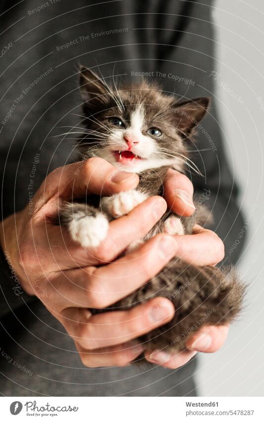 Männerhand hält miauendes Kätzchen Hand Hände Katze Katzen halten miaut Katzenjunges Mann männlich Mensch Menschen Leute People Personen Haustier Haustiere Tier