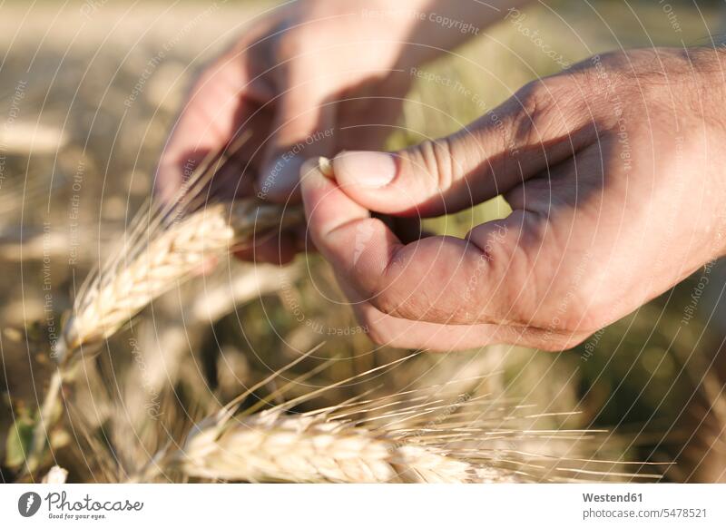 Die Hand des Menschen hält Weizenähren und Getreide Weizenaehre Weizenaehren Ähre Getreideähre Ähren Weizenkorn Weizenkoerner Weizenkörner Triticum sativum