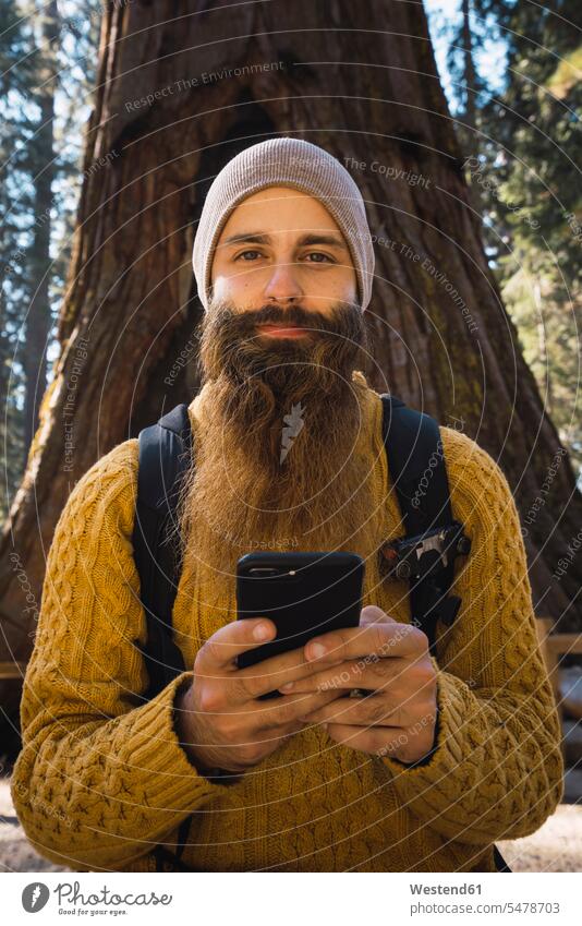 USA, Kalifornien, Yosemite National Park, Mariposa, Porträt eines bärtigen Mannes mit Handy am Mammutbaum Wald Forst Wälder Bart Bärte Männer männlich