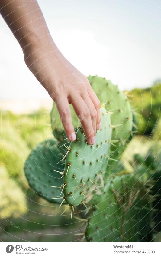 Mädchen Hand berühren einen Kaktus, Toskana, Italien Leute Menschen People Person Personen Hände anfassen Berührung sommerlich Sommerzeit Travel außen draußen