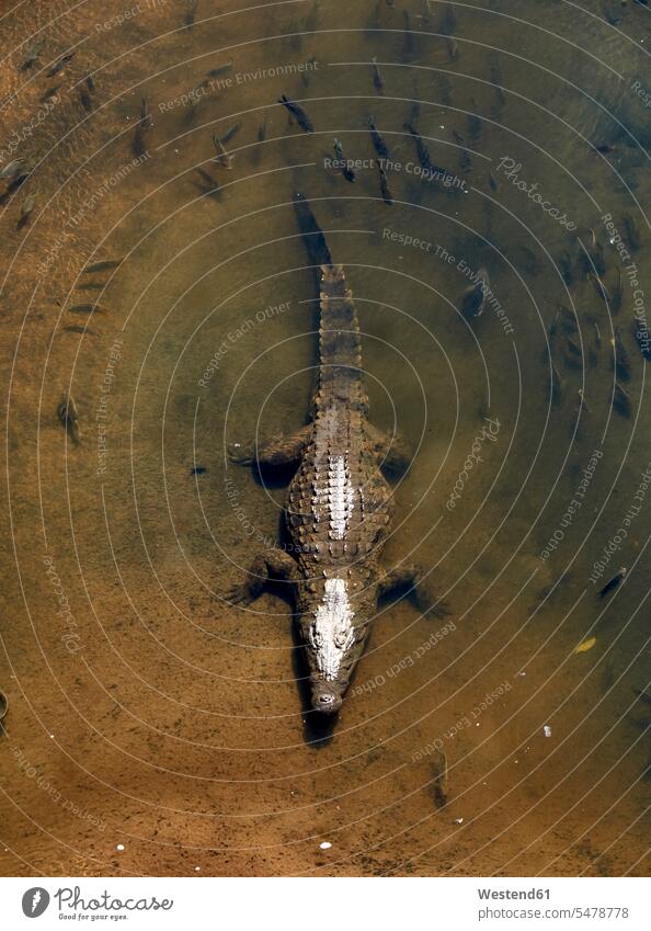 Krokodil von oben gesehen, Kruger National Park, Mpumalanga, Südafrika Fisch Fische Pisces Textfreiraum Erhöhte Ansicht Erhöhte Ansichten Ufer Wildleben