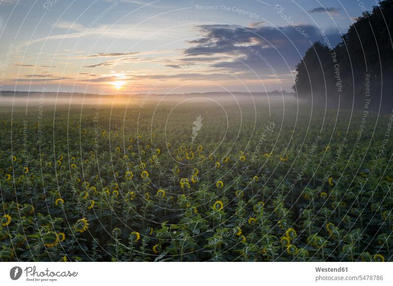 Deutschland, Brandenburg, Drohnenansicht eines riesigen Sonnenblumenfeldes bei nebligem Sonnenaufgang Außenaufnahme außen draußen im Freien Luftaufnahme
