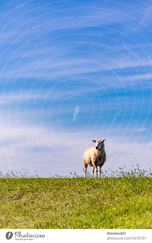 Himmel über einsamen Schafen, die auf grüner Sommerwiese stehen Außenaufnahme außen draußen im Freien Tag Tageslichtaufnahme Tageslichtaufnahmen Tagesaufnahme