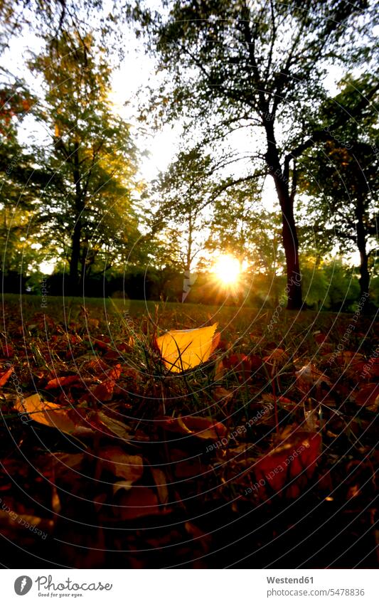 Nahaufnahme des Herbstlaubs auf dem Land gegen Bäume im Park bei Sonnenuntergang Jahreszeit Jahreszeiten Schönheit der Natur close up close-up close ups