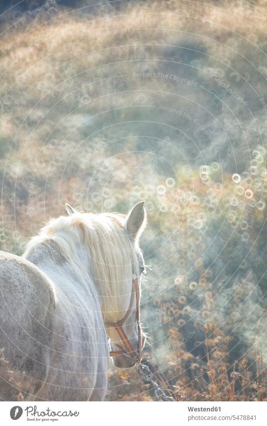 Weißes Pferd steht in der Morgendämmerung im Freien Außenaufnahme außen draußen Rückansicht Rückenansicht von hinten Fokus Auf Den Vordergrund