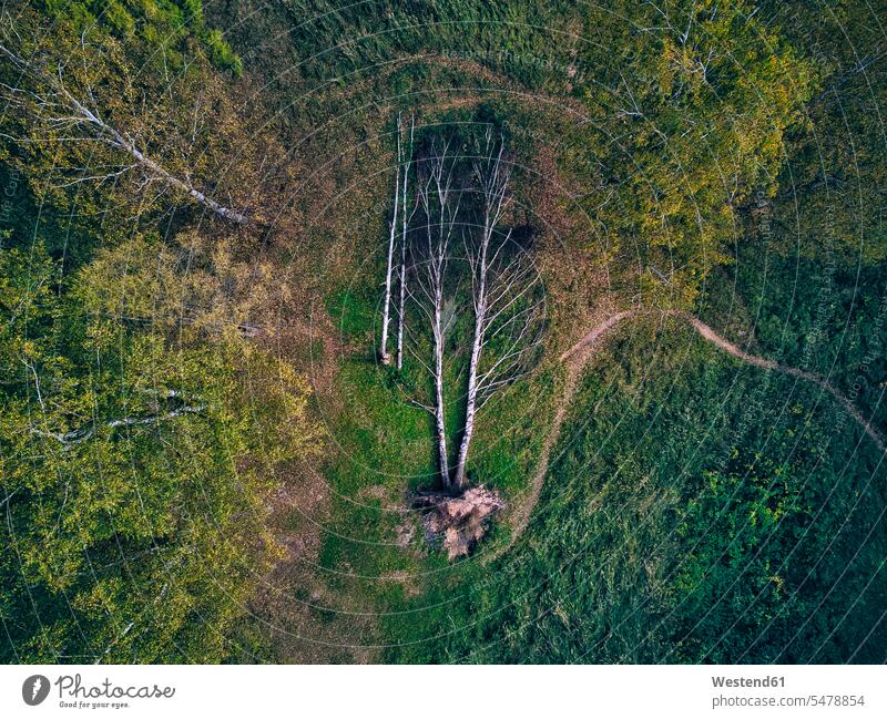 Luftaufnahme von umgestürzten geschädigten Bäumen im Grünwald Farbaufnahme Farbe Farbfoto Farbphoto Außenaufnahme außen draußen im Freien Tag Tageslichtaufnahme