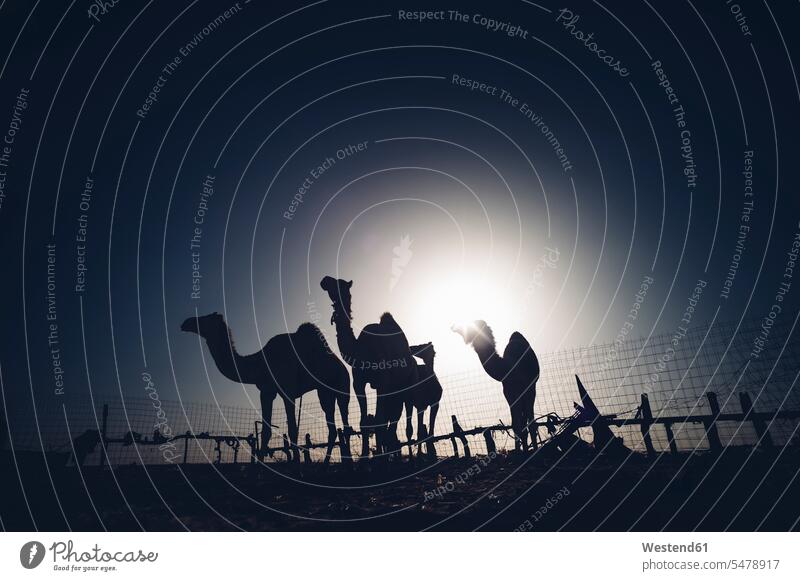 Nordafrika, Wüste Sahara, Silhouetten von vier Dromedaren im Gegenlicht hinter einem Zaun Nacht nachts Textfreiraum Umriß Schattenbilder Konturen Umriss Umrisse