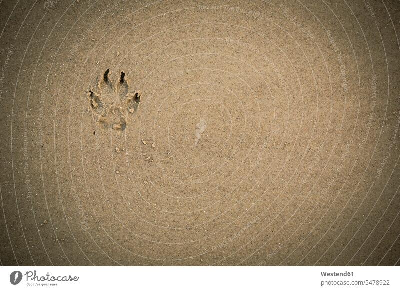 Pfotenabdruck im nassen Sand Niemand Sandstrand Sandstrände Sandstraende sandig Hintergrund Hintergruende Hintergründe Backgrounds Ausschnitt Teil Teilansicht