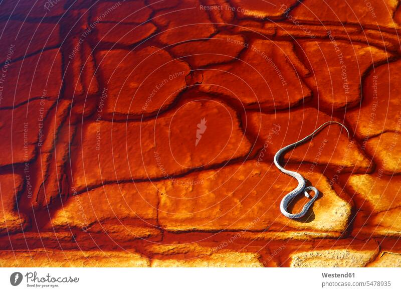 Schlange mit roten Rissen im Flussbett Außenaufnahme außen draußen im Freien Tag Tageslichtaufnahme Tageslichtaufnahmen Tagesaufnahme am Tag Tagesaufnahmen