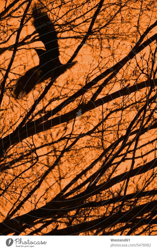 Fliegende Krähe mit Zweigen und orangefarbenem Himmel Abendlicht abendliches Licht Abendstimmung Deutschland Baum Bäume Baeume Corvus Krähen Niemand Silhouette