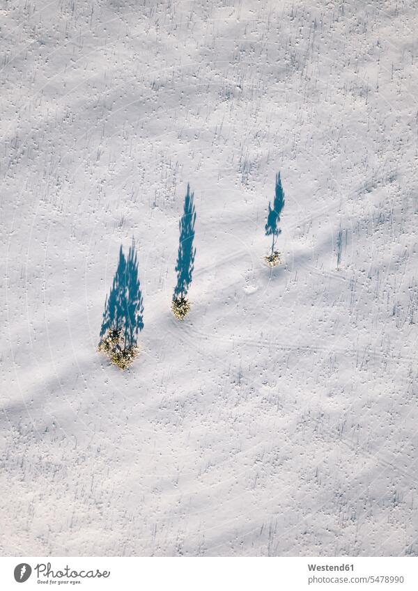 Russland, Oblast Leningrad, Tichwin, Luftaufnahme eines Baumstammes, der Schatten auf schneebedecktes Gelände wirft Außenaufnahme außen draußen im Freien Tag