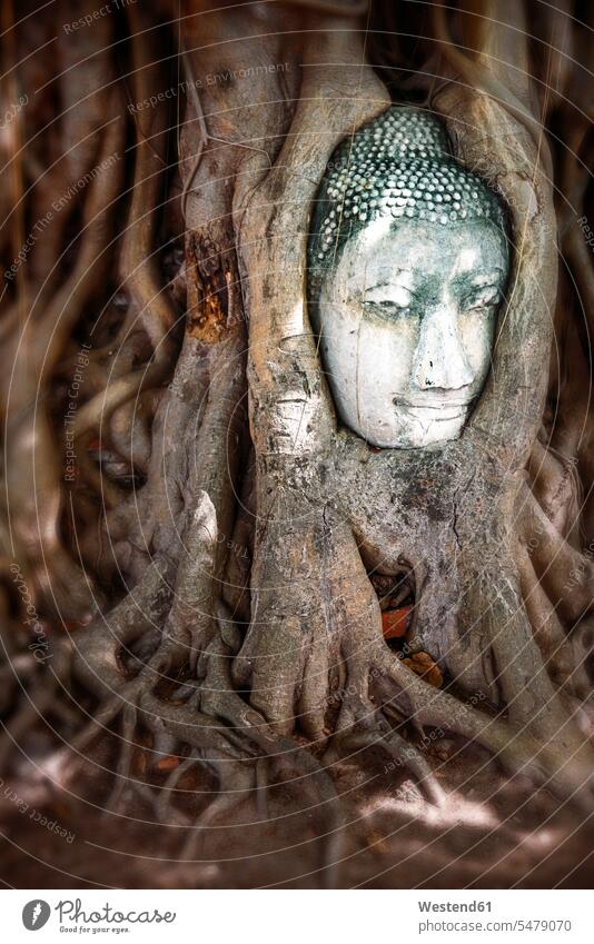 Thailand, Ayutthaya, Kopf eines Sandstein-Buddhas zwischen Baumwurzeln im Wat Mahathat Wurzel Radix Wurzeln Niemand Männliche Darstellung männlich Mann