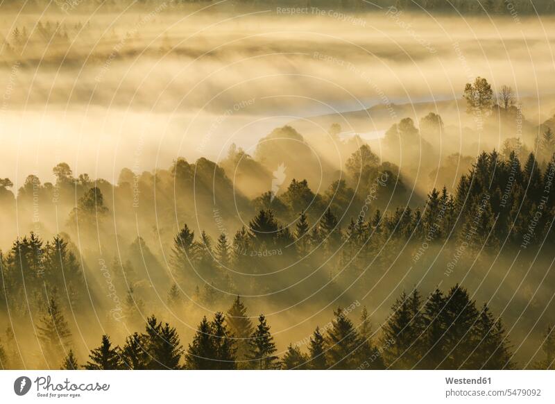 Deutschland, Bayern, Luftaufnahme des dichten Morgennebelwaldes im Naturschutzgebiet Isarauen Außenaufnahme außen draußen im Freien Morgendämmerung Dämmerung