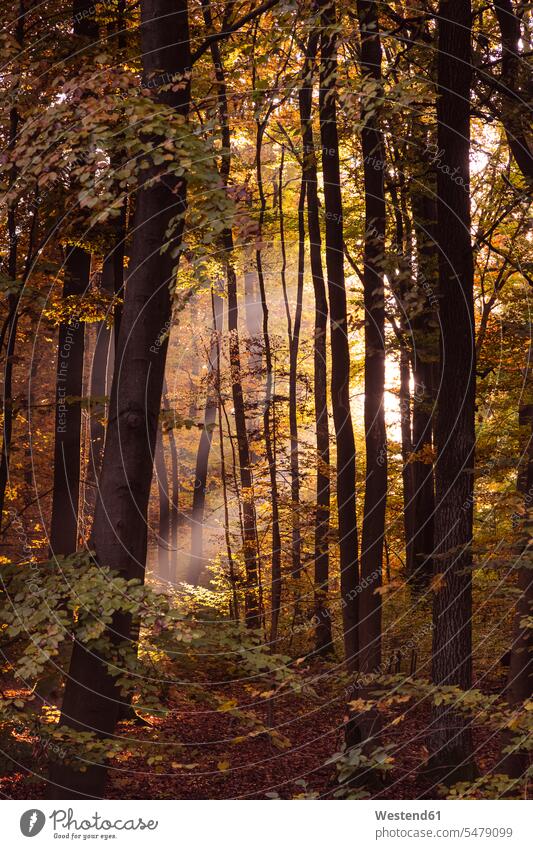 Sonnenlicht, das im Herbst durch die Bäume im Wald fällt, Bayern, Europa, Deutschland Farbaufnahme Farbe Farbfoto Farbphoto Sonnenuntergang Sonnenuntergänge
