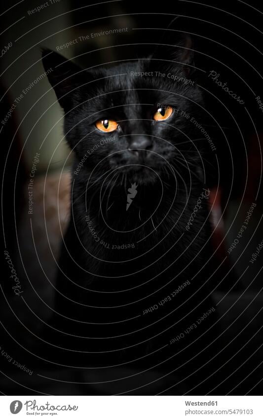 Porträt einer schwarzen Hauskatze Innenaufnahme Innenaufnahmen innen drinnen Portrait Portraits Porträts Hauskatzen Felis Silvestris Catus Katze Katzen Haustier