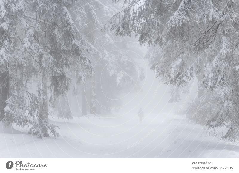 Deutschland, Nordrhein-Westfalen, Person wandert in verschneiten und nebligen Wäldern im Sauerland bei Winterberg Ganzkörperansicht Ganzaufnahme Ganzansicht