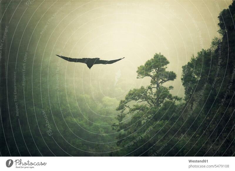 Spanien, La Palma, Rabe und nebelverhangener Berg fliegen fliegend Wildtier Wildtiere ein Tier 1 Ein Tier einzeln eins Einzelnes Tier Schönheit der Natur