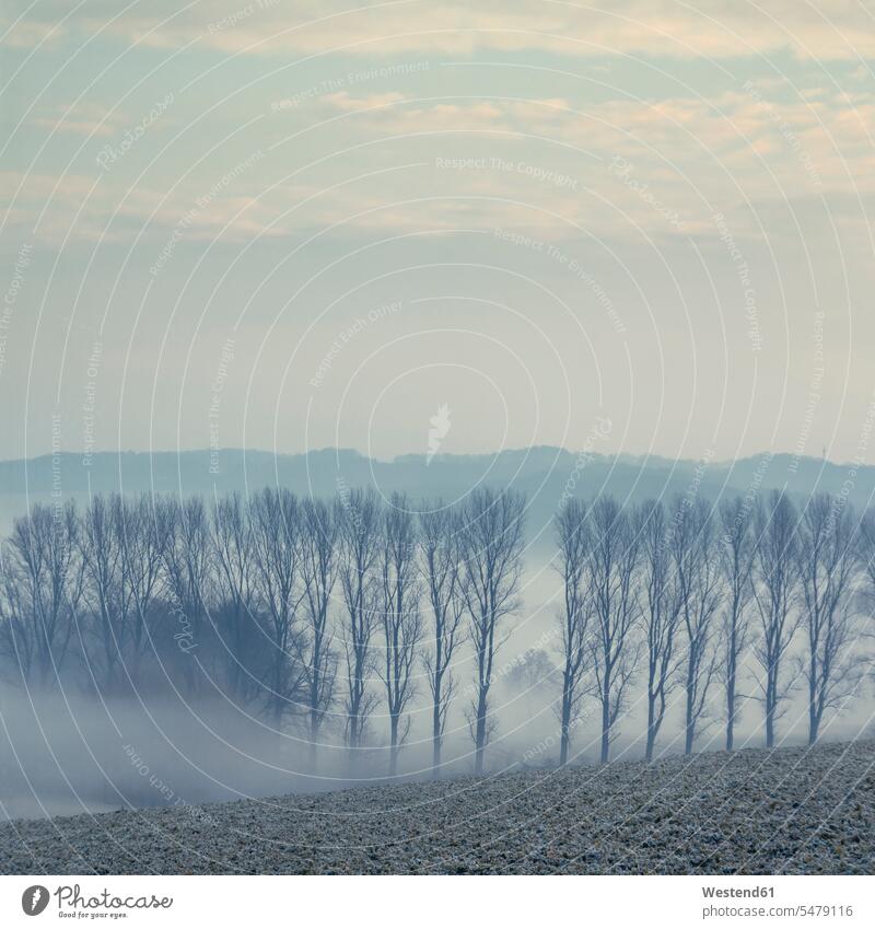 Gernany, Nordrhein-Westfalen, Morgennebel über den Feldern morgens früh Frühe Natur Ruhe Stille ländliches Motiv nicht städtisch Raureif verwunschen Frühnebel