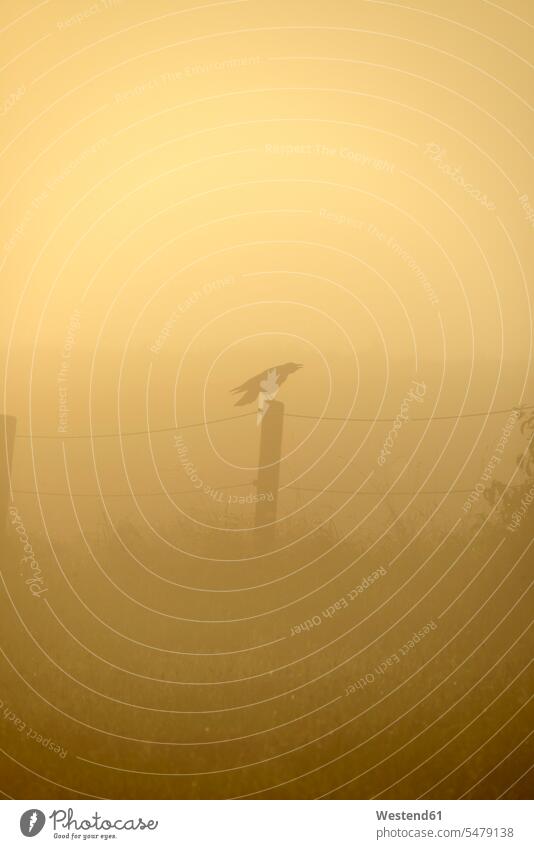 Deutschland, Oberbayern, Rabe sitzt im Morgennebel auf dem Zaun Silhouette Umriß Gegenlicht Schattenbilder Silhouetten Konturen Umriss Umrisse Textfreiraum