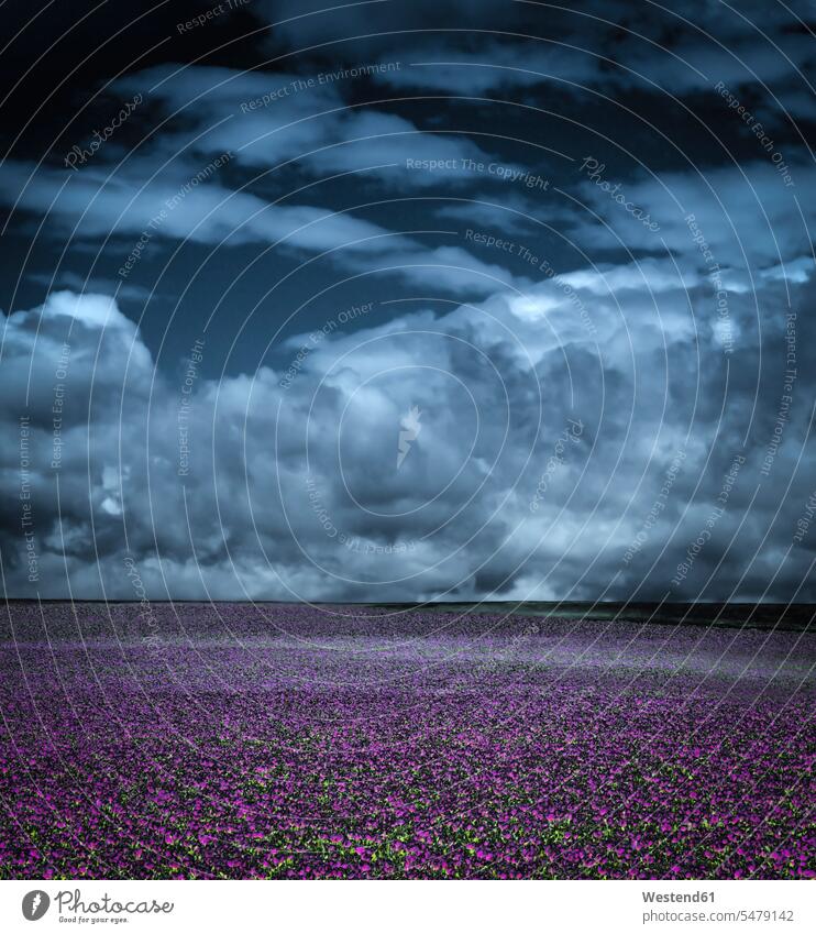 Sturmwolken über riesigem lilafarbenen Mohnfeld Außenaufnahme außen draußen im Freien Tag Tageslichtaufnahme Tageslichtaufnahmen Tagesaufnahme am Tag