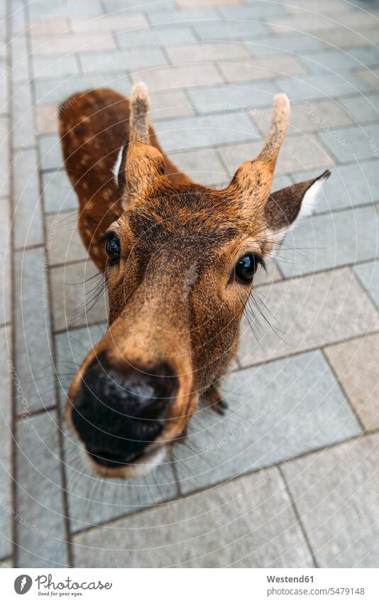 Japan, Nara, Sika-Hirsch (Cervus nippon) vor der Kamera im Nara-Park Präfektur Nara Kinki Honshu Asien Außenaufnahme außen draußen im Freien Tag