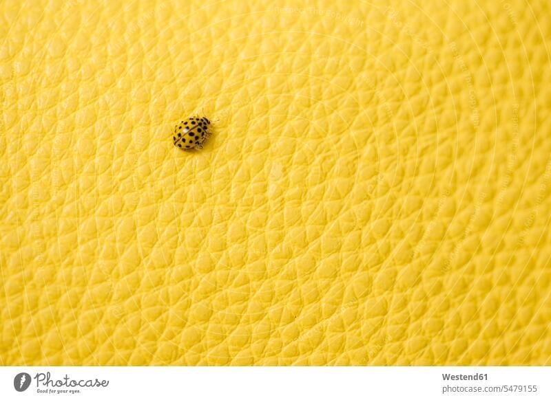 Gelber Marienkäfer auf gelbem Hintergrund Tiere Tierwelt Insecta Insekten Kerbtier Kerbtiere Coleoptera Deckfluegler Deckflügler Kaefer Coccinellidae