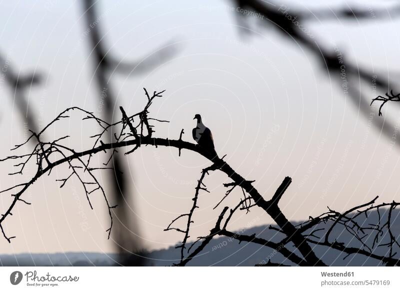 Taube hockt auf totem Baum Deutschland einsam einsame einsamer einsames Veränderung Wandel Veränderungen Änderungen ändern verändern Bäume Baeume Textfreiraum