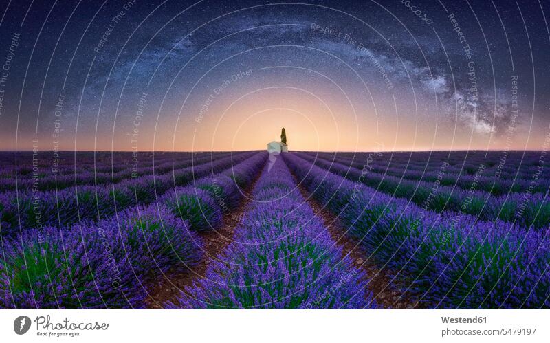 Frankreich, Alpes-de-Haute-Provence, Valensole, Lavendelfeld unter der Milchstraße malerisch pittoresk Ruhe Beschaulichkeit ruhig Idylle Idyllisch Sternhimmel