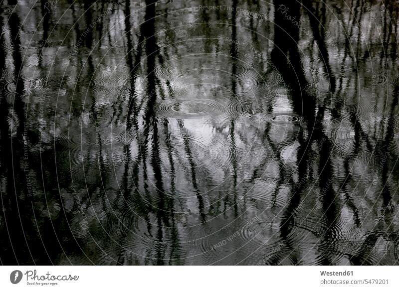 Reflexion kahler Bäume auf der Wasseroberfläche an einem Regentag winterlich Winterzeit flüssig Flüssigkeiten bewegen sich bewegen Wasseroberflaeche