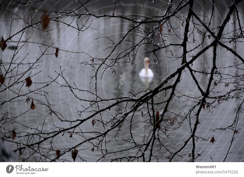 ein weißer Schwan auf einem See im Winter, Äste mit Regentropfen im Vordergrund schwimmen schwimmend schwimmender schwimmt Tag am Tag Tageslichtaufnahme