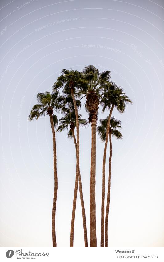 USA, Kalifornien, Palm Springs, Gruppe von Palmen unter blauem Himmel hoch Baumkrone Baumkronen Textfreiraum Baumstamm Stamm Stämme Baumstämme Baumwipfel Wipfel
