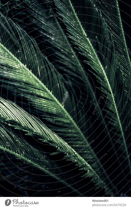 Nahaufnahme von Blättern einer Sagopalme, Cycas Revoluta Fokus Auf Den Vordergrund Fokus Auf Dem Vordergrund Textfreiraum Schönheit der Natur