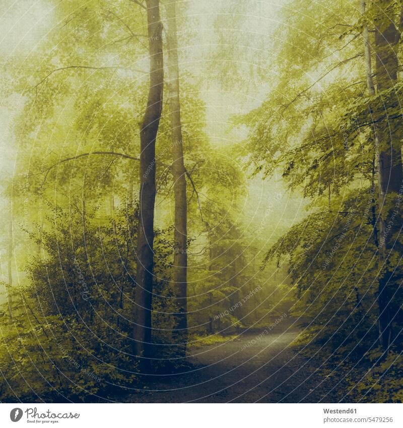 Laubwald im Morgenlicht, Waldweg grün Baumstamm Stamm Stämme Baumstämme Waldwege geheimnisvoll mystisch Melancholie Schwermut melancholisch wehmütig Wehmut