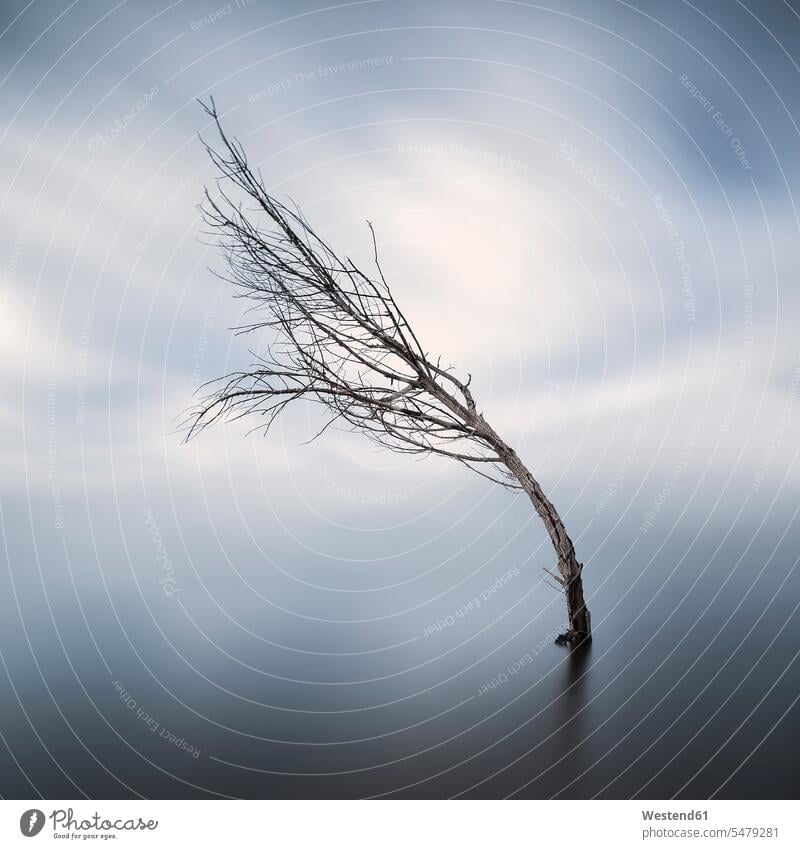 Gebogener kahler Baum, der im Winter im See steht winterlich Winterzeit beugen biegen gebückt gebogen bücken gebeugt schief schräg krumm dramatisch