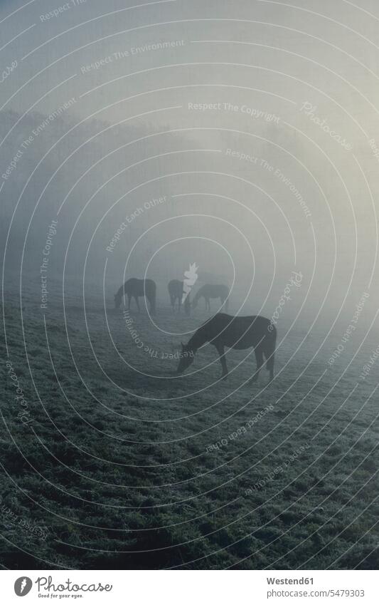 Pferde grasen auf einer nebelverhangenen Koppel Außenaufnahme außen draußen im Freien ländliches Motiv nicht städtisch Nebel nebelig Wetter Deutschland stehen
