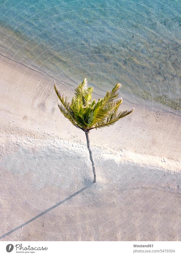 Einzelne Palme auf tropischer Insel, Luftaufnahme Außenaufnahme außen draußen im Freien Tag Tageslichtaufnahme Tageslichtaufnahmen Tagesaufnahme am Tag