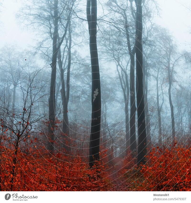 Deutschland, Wuppertal, Nebliger Wald im Herbst Außenaufnahme außen draußen im Freien Tag Tageslichtaufnahme Tageslichtaufnahmen Tagesaufnahme am Tag