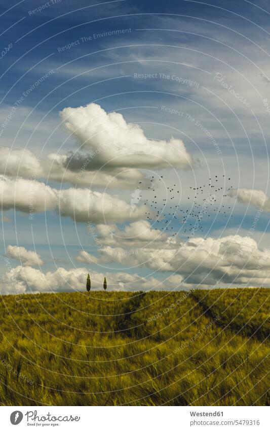 Wolken über einem frühlingshaften Gerstenfeld mit einem Vogelschwarm, der in der Ferne fliegt Außenaufnahme außen draußen im Freien Tag Tageslichtaufnahme