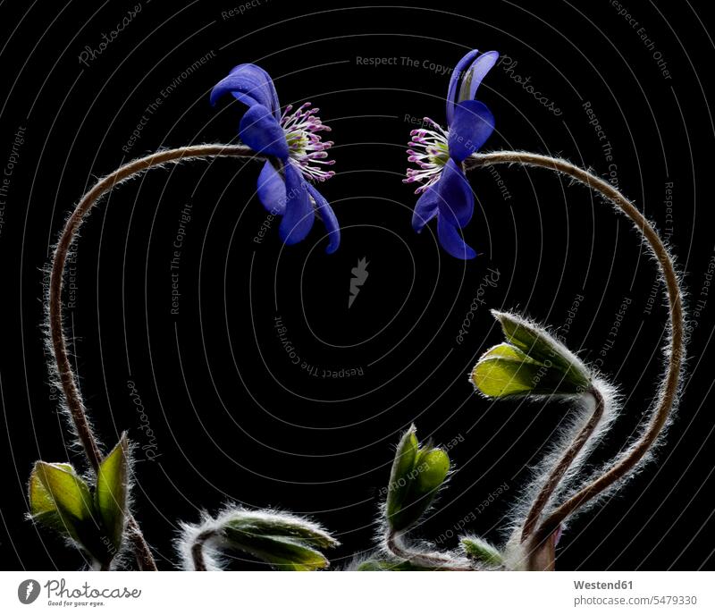 Österreich, Zwei Lebermoosblüten auf schwarzem Hintergrund Wachsen Wachstum Fotografie Fotos Photographie Leberblümchen Anemone hepatica Lichteffekt Blume Blüte