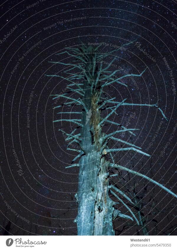 Deutschland, Bayern, Niederwinkelansicht eines toten Baumes gegen den Sternenhimmel Außenaufnahme außen draußen im Freien Flachwinkelansicht Froschperspektive