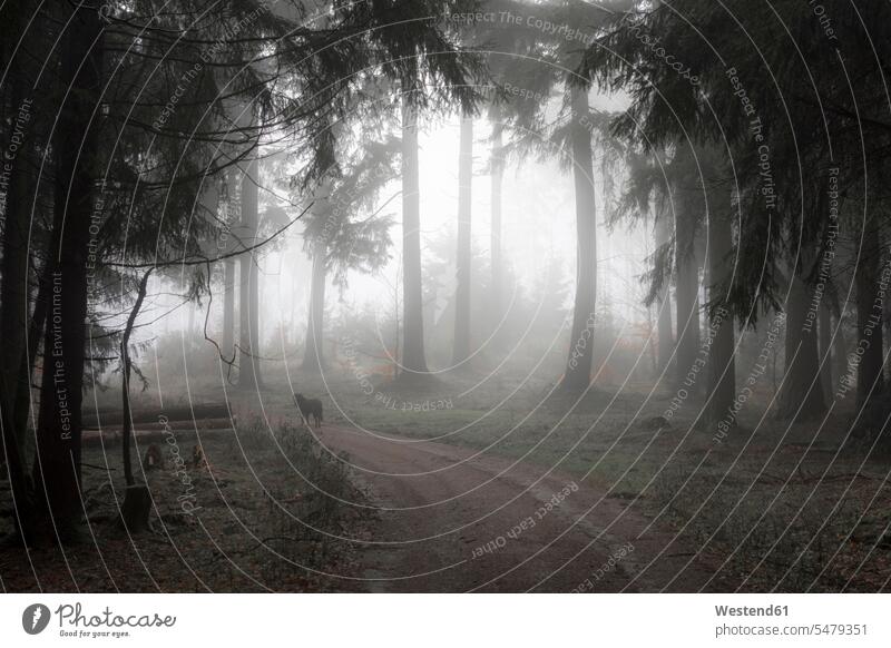 Deutschland, Hessen, Nebel im Naturpark Taunus surreal unwirklich surrealistisch kontraststark kontrastreich Tag tagsueber Tageslichtaufnahme tagsüber am Tag