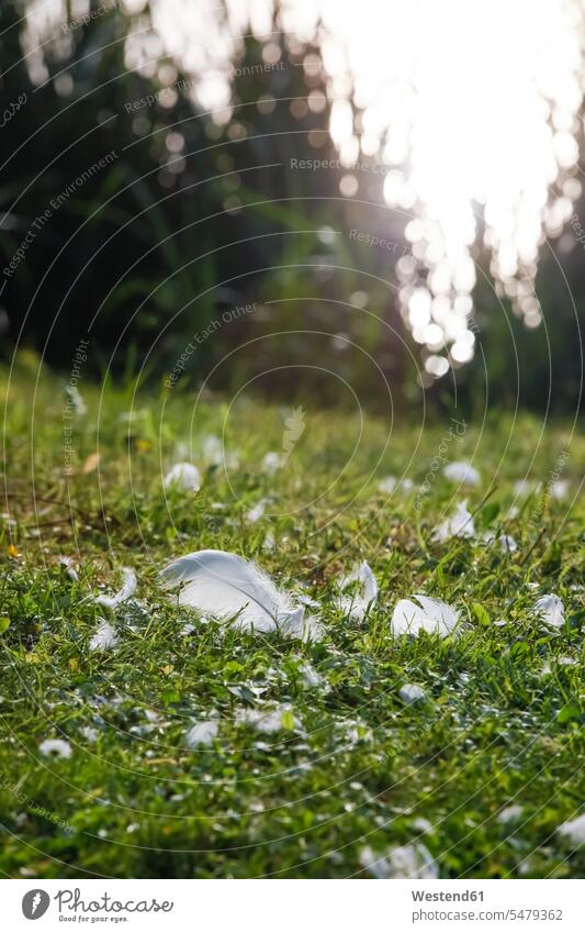 Weiße Federn liegen bei Sonnenlicht auf einer Wiese Niemand Gras Wiesen ländliches Motiv nicht städtisch Abwesenheit abwesend menschenleer weiß weiße weiss