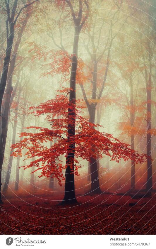 Buche im nebligen Herbstwald in der Morgendämmerung Außenaufnahme außen draußen im Freien Jahreszeit Jahreszeiten Wetter Nebel nebelig Stimmung stimmungsvoll