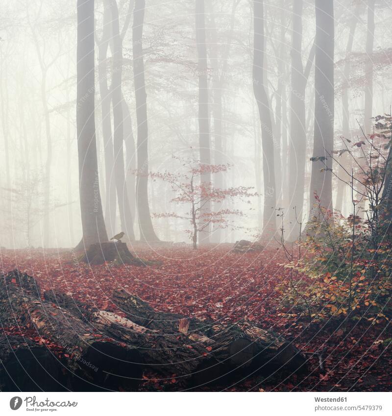 Deutschland, Herbstwald im Nebel Vogel Aves Vögel Voegel Laub Blatt Blätter Herbstlaub Wildleben wildlife Herbststimmung Tierthemen Tiermotive Buchenwald Natur