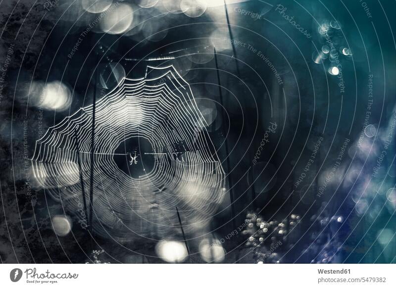 Deutschland, Bayern, Blick auf den Morgentau im Spinnennetz Niemand Morgenlicht morgendliches Licht Netz Spinnennetze Netze Tautropfen Spinnweben Reif