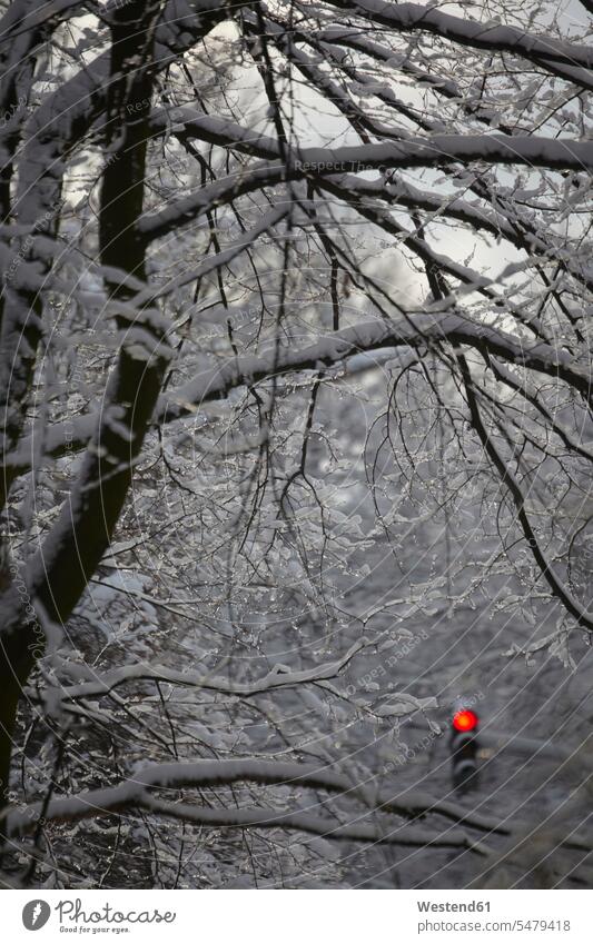 Rotes Lichtsignal inmitten von schneebedeckten Ästen. Rote Ampel Rote Ampeln verschneit Anleitung führen leiten Beratung Führung gefroren Hamburg Tag tagsueber