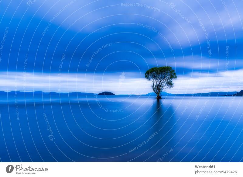 Baum im Lake Taupo am Abend, Südinsel, Neuseeland Wolken Schoenheit der Natur Travel abgeschieden Einsamkeit außen draußen im Freien Reise Reiseziele